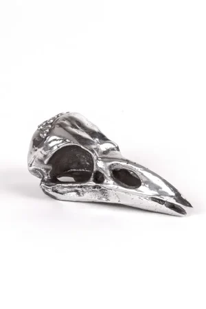 Wunderkammer Bird Skull Subito Disponibile