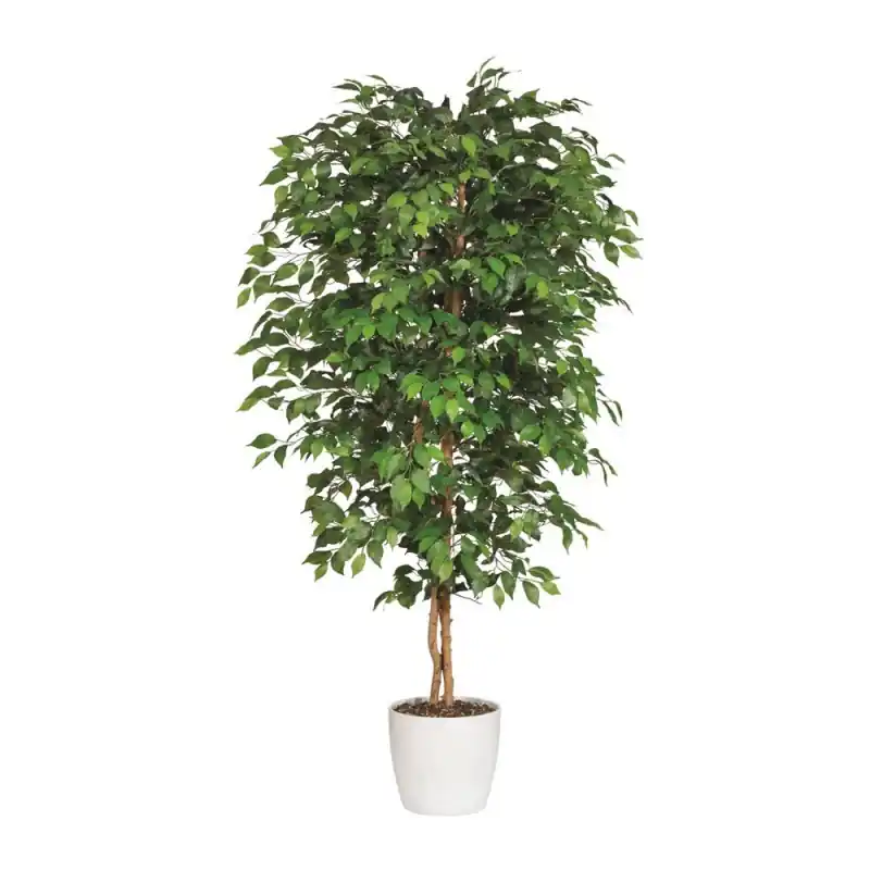 Spedito Oggi Adriani & Rossi Pianta artificiale Ficus Benjamina - Con vaso