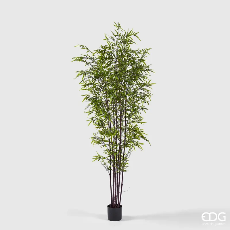 EDG Enzo De Gasperi Pianta Bamboo con vaso H 210 cm Verde Scuro Nuova Collezione