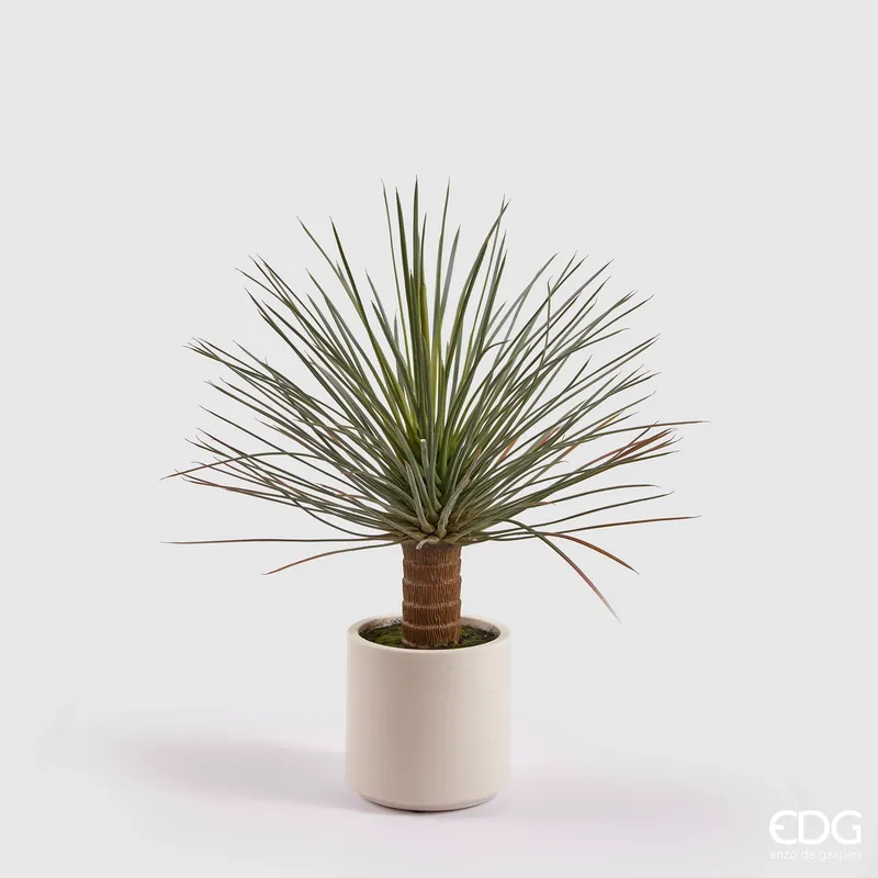 EDG Enzo De Gasperi pianta Yucca Con Vaso in Ceramica H81 Prezzo Conveniente