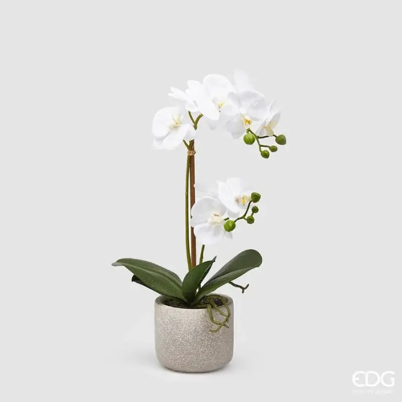 Saldi EDG Enzo De Gasperi Orchidea Phalaenopsis x2 con Vaso H42 cm Bianca