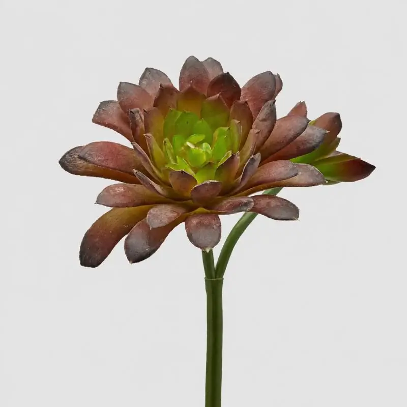 Spedizione Espresso EDG Enzo De Gasperi Cespuglietto di Echeveria H18 cm